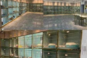 宠物图鉴四星宠数量统计1月3日正确答案详情全面解析