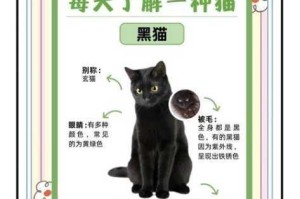 黑猫奇闻社奇趣喵戏活动全攻略萌宠互动技巧与隐藏彩蛋解锁指南