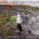 弈剑行苗刀对战各兵器技巧解析及实战策略要点详解