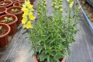 小花仙手游月亮花与金鱼草种植攻略选址技巧与培育方法详解