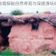 荒原林海秘境探秘自然奇观与深度游玩体验全攻略