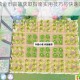 心动小镇金币高效获取指南实用技巧与快速赚取方法详解