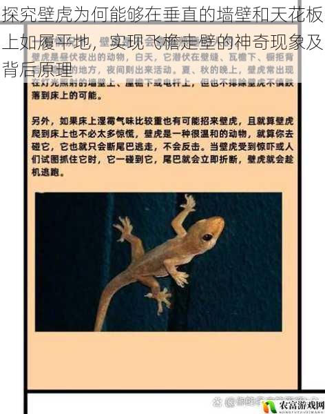 探究壁虎为何能够在垂直的墙壁和天花板上如履平地,实现飞檐走壁的神奇现象及背后原理