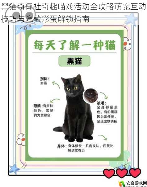 黑猫奇闻社奇趣喵戏活动全攻略萌宠互动技巧与隐藏彩蛋解锁指南
